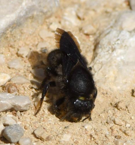 Réf. 227 921 : Megachile parietina